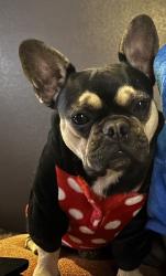 Lost Female Dog last seen Mountain Shadows Dr & Pony Soldier Rd, Sedona, AZ 86336