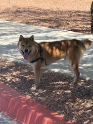 Found/Stray Male Dog last seen Near West Charleston blvd, Las Vegas, NV 89117