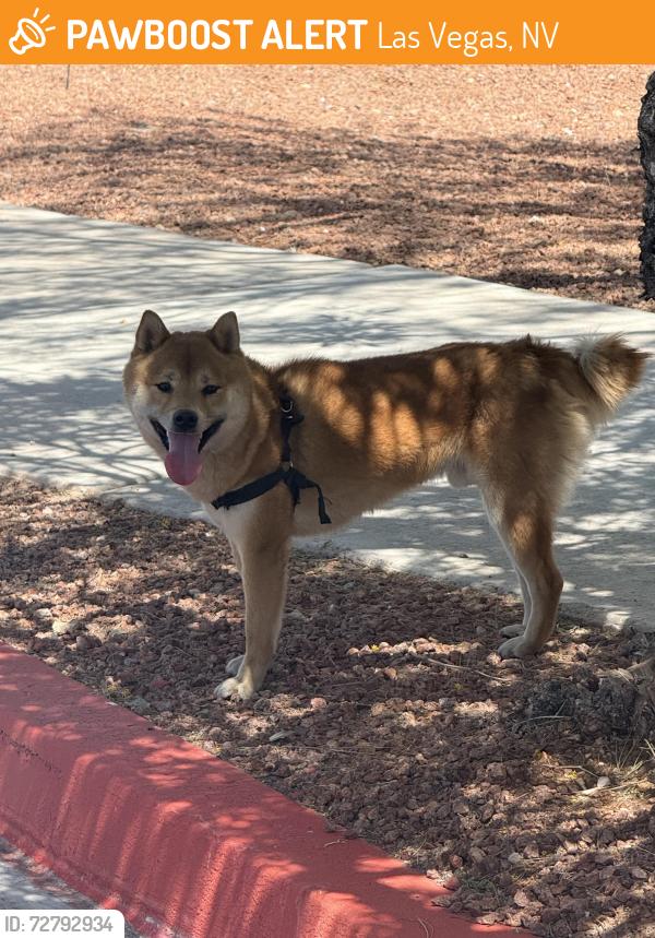 Found/Stray Male Dog last seen Near West Charleston blvd, Las Vegas, NV 89117