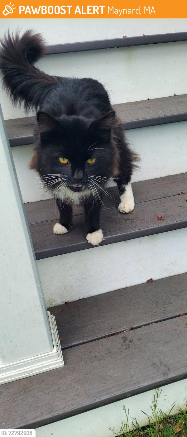 Found/Stray Male Cat last seen euclid ave & Florida rd, Maynard, MA 01754
