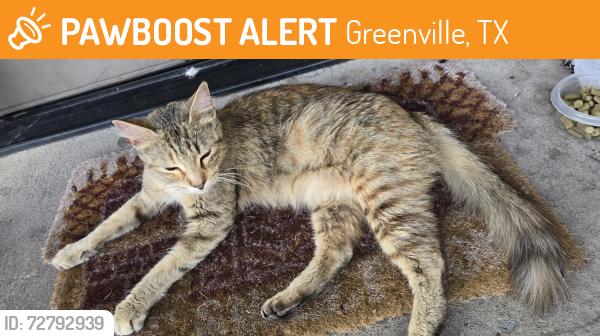 Found/Stray Female Cat last seen Stonebridge apmts, Greenville, TX 75402