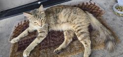 Found/Stray Female Cat last seen Stonebridge apmts, Greenville, TX 75402