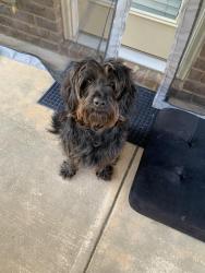 Found/Stray Male Dog last seen Magnaview Dr, McDonough, GA 30253