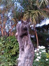Lost Female Cat last seen Apie & Ritas Venue , City of Tshwane Metropolitan Municipality, GP 