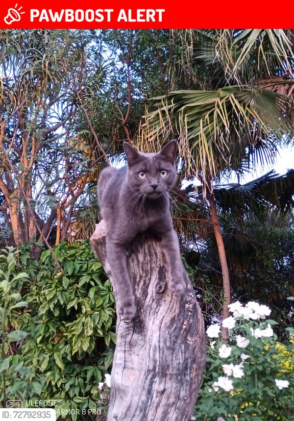 Lost Female Cat last seen Apie & Ritas Venue , City of Tshwane Metropolitan Municipality, GP 