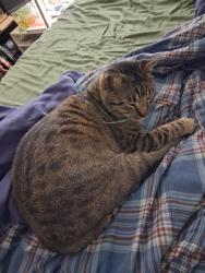 Lost Male Cat last seen Fife and Bay Area Blvd, Webster, TX 77598