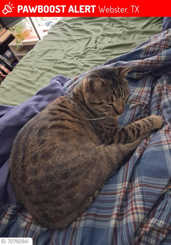 Lost Male Cat last seen Fife and Bay Area Blvd, Webster, TX 77598