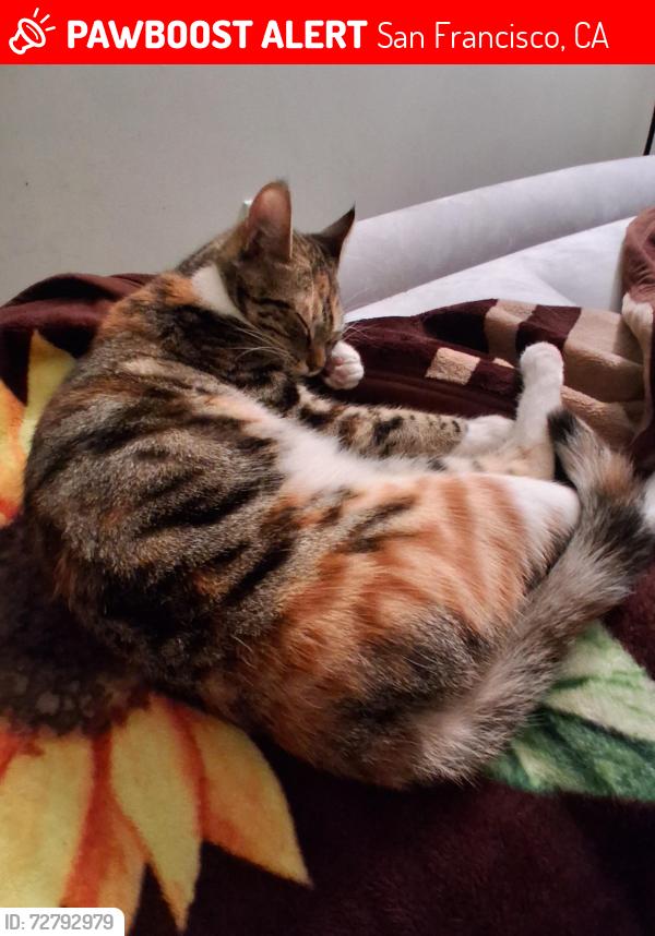 Lost Female Cat last seen Broadway , San Francisco, CA 94109