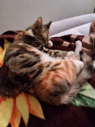 Lost Female Cat last seen Broadway , San Francisco, CA 94109