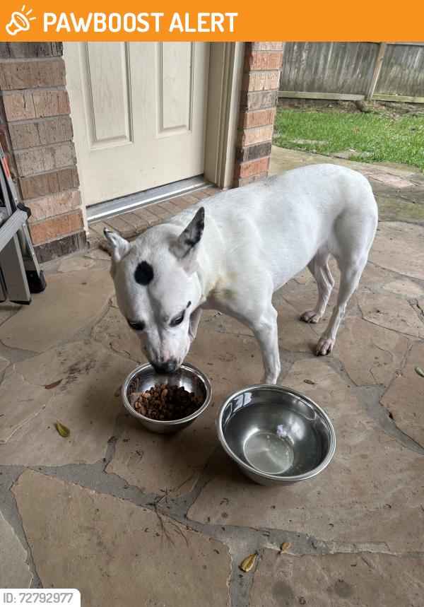 Found/Stray Female Dog last seen Autumn Orchard Lane, Cinco Ranch West, TX 77494