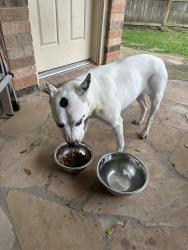 Found/Stray Female Dog last seen Autumn Orchard Lane, Cinco Ranch West, TX 77494