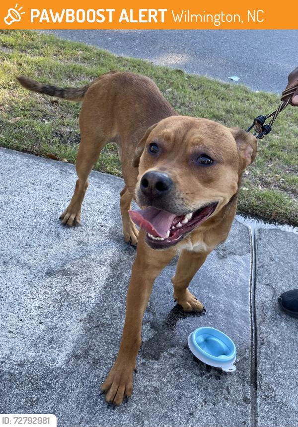 Found/Stray Male Dog last seen Flint Dr. and Physicians Dr. Wilmington NC 28401, Wilmington, NC 28401