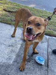Found/Stray Male Dog last seen Flint Dr. and Physicians Dr. Wilmington NC 28401, Wilmington, NC 28401