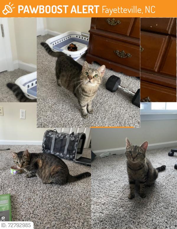 Found/Stray Female Cat last seen Reserve at Carrington apmts, Fayetteville, NC 28314