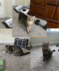 Found/Stray Female Cat last seen Reserve at Carrington apmts, Fayetteville, NC 28314
