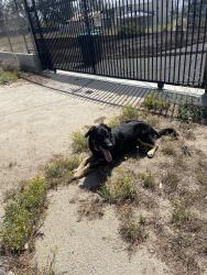 Found/Stray Male Dog last seen Lemon Ave, Perris, CA 92571