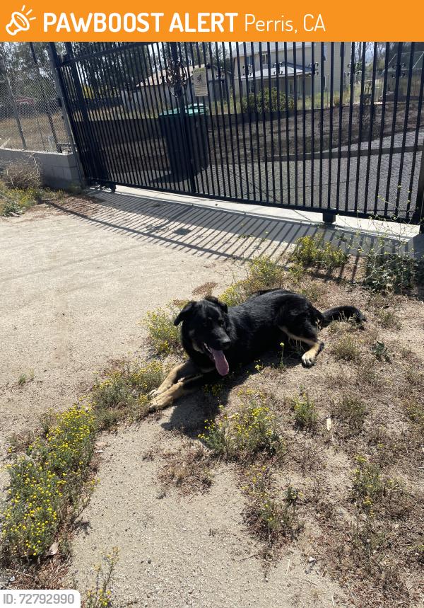 Found/Stray Male Dog last seen Lemon Ave, Perris, CA 92571