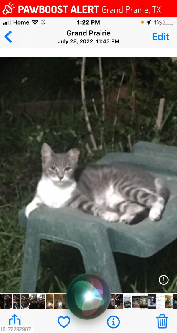 Lost Female Cat last seen Carrier and Marshall , Grand Prairie, TX 75051