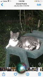 Lost Female Cat last seen Carrier and Marshall , Grand Prairie, TX 75051