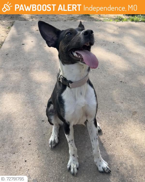 Found/Stray Female Dog last seen Truman and Alexander , Independence, MO 64056