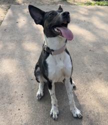 Found/Stray Female Dog last seen Truman and Alexander , Independence, MO 64056