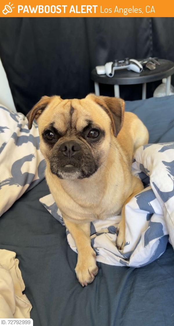 Found/Stray Male Dog last seen n/a, Los Angeles, CA 91342