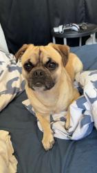 Found/Stray Male Dog last seen n/a, Los Angeles, CA 91342