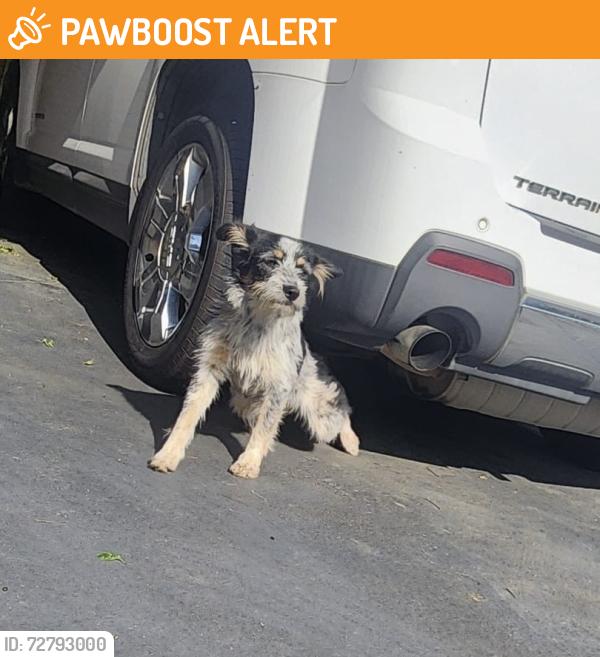 Found/Stray Unknown Dog last seen Townsend Dr Dallas tx 2969, Northampton County, VA 23310