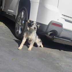 Found/Stray Unknown Dog last seen Townsend Dr Dallas tx 2969, Northampton County, VA 23310