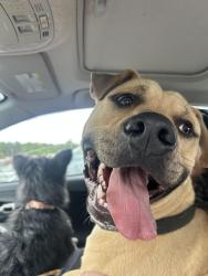 Found/Stray Male Dog last seen On the corner of tangle lane and braircliffe rd , Winston-Salem, NC 27106
