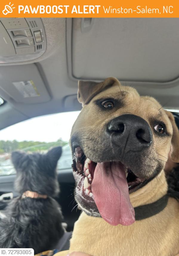 Found/Stray Male Dog last seen On the corner of tangle lane and braircliffe rd , Winston-Salem, NC 27106