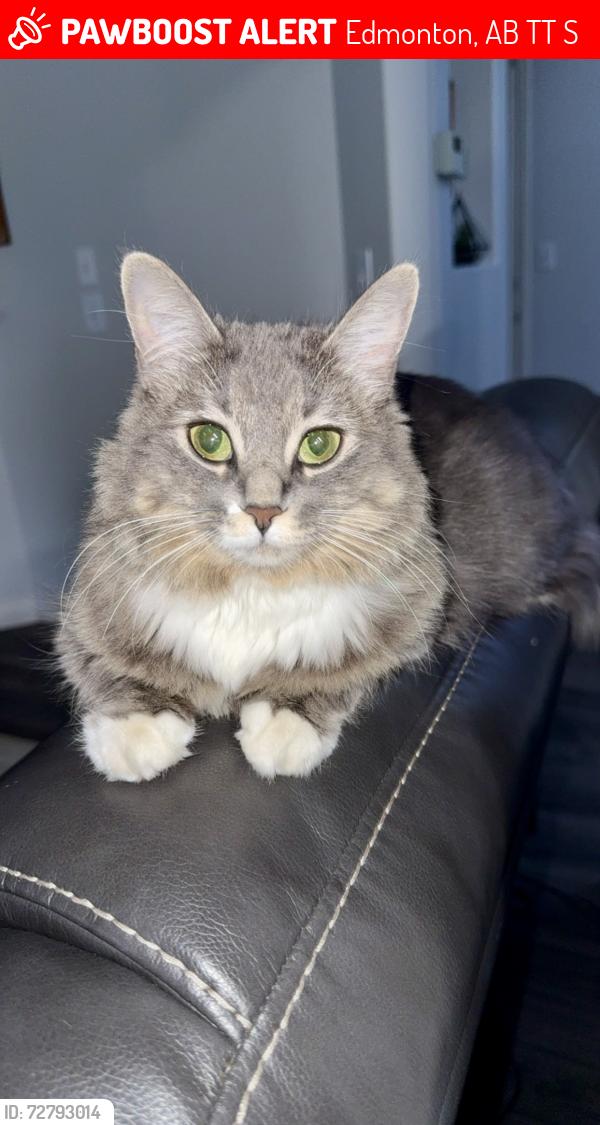 Lost Female Cat last seen Near 37 c ave Nw , Edmonton, AB T6T 1S6