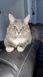 Lost Female Cat last seen Near 37 c ave Nw , Edmonton, AB T6T 1S6