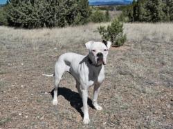 Shelter Stray Female Dog last seen Near BLOCK SOUTH MEADOWS RD SANTA FE NM 87507, Santa Fe, NM 87507