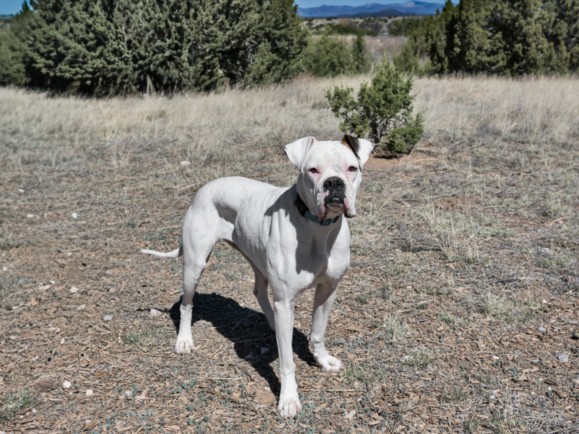 Shelter Stray Female Dog last seen Near BLOCK SOUTH MEADOWS RD SANTA FE NM 87507, Santa Fe, NM 87507