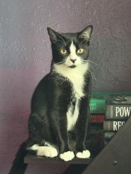 Lost Male Cat last seen Near avenue a south houston 77587, South Houston, TX 77587