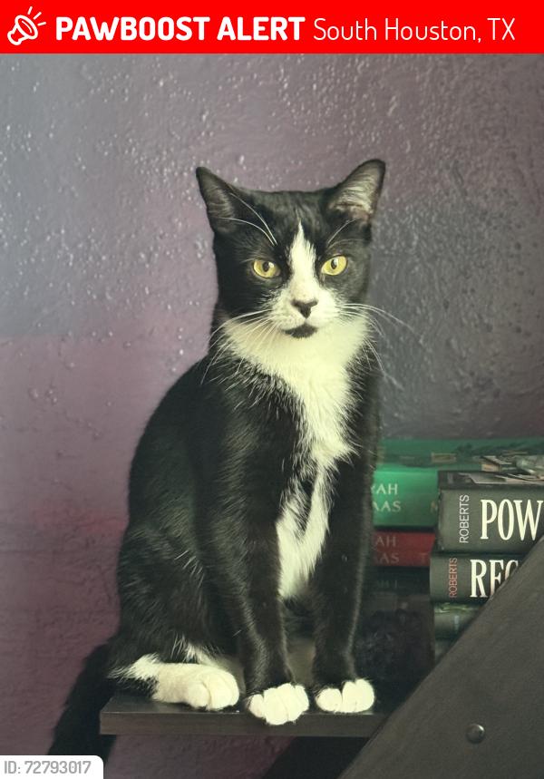 Lost Male Cat last seen Near avenue a south houston 77587, South Houston, TX 77587