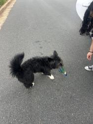 Found/Stray Female Dog last seen Corner of briarcliffe rd and tangle lane , Winston-Salem, NC 27106