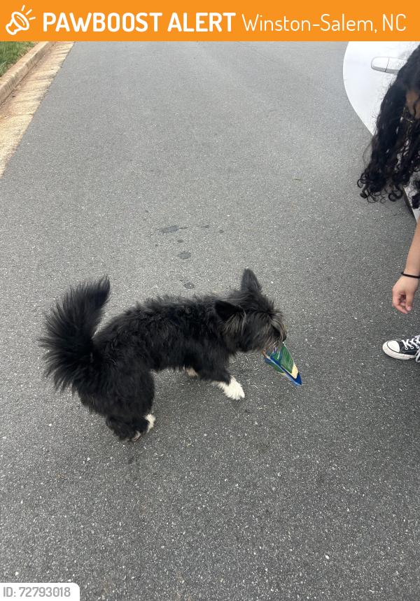 Found/Stray Female Dog last seen Corner of briarcliffe rd and tangle lane , Winston-Salem, NC 27106