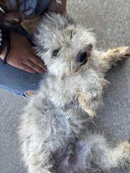 Found/Stray Male Dog last seen Las Ventanas & Rainbow, Albuquerque, NM 87114