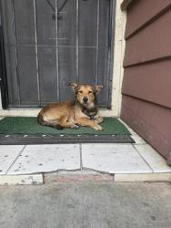 Found/Stray Male Dog last seen Locke, Andrew hill ara, San Jose, CA 95111