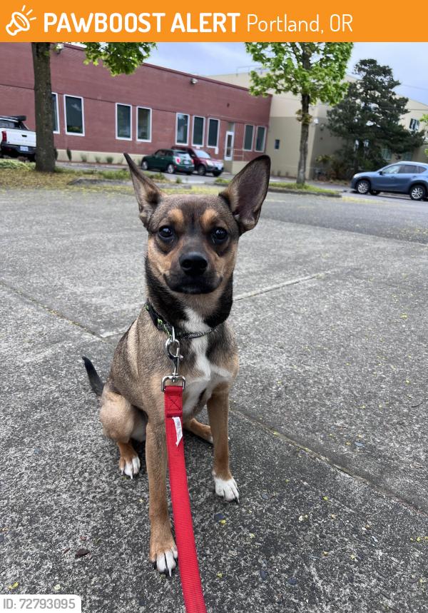 Found/Stray Female Dog last seen Near Normandale Park, Portland, OR 97213