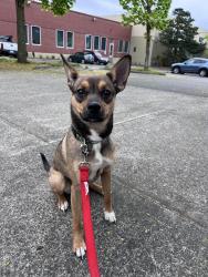 Found/Stray Female Dog last seen Near Normandale Park, Portland, OR 97213