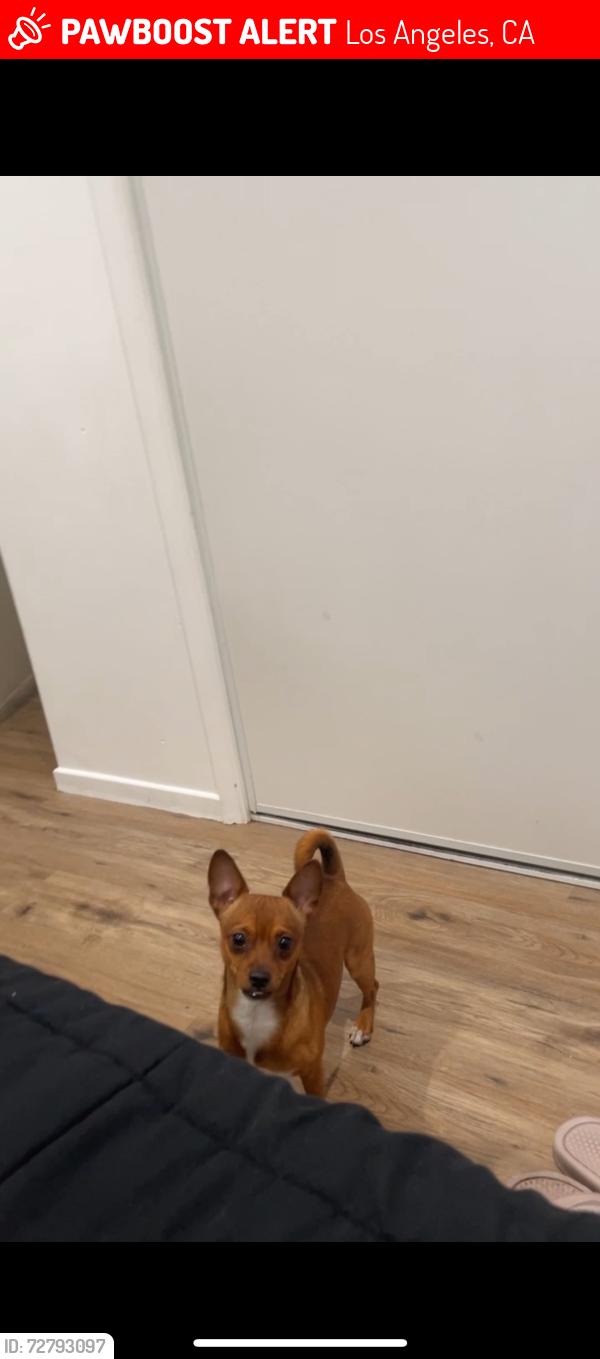 Lost Male Dog last seen Rex and Deron , Los Angeles, CA 91342