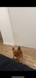 Lost Male Dog last seen Rex and Deron , Los Angeles, CA 91342