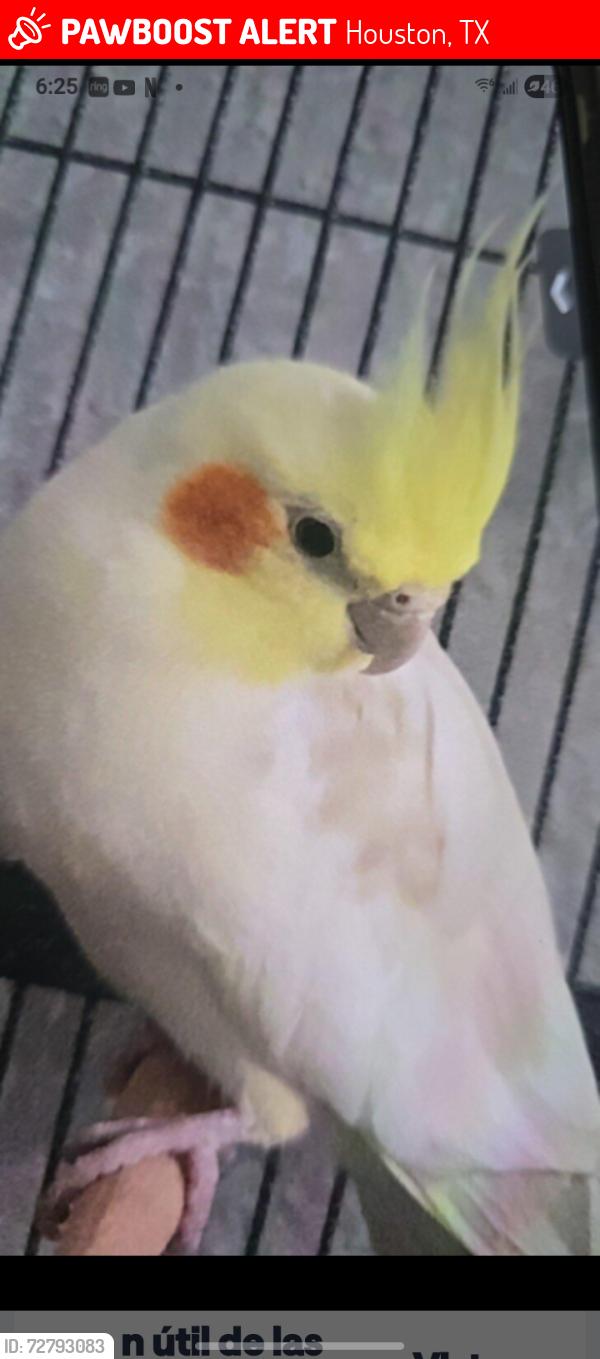 Lost Male Bird last seen Frewy  45 shouut , Houston, TX 77034