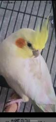 Lost Male Bird last seen Frewy  45 shouut , Houston, TX 77034