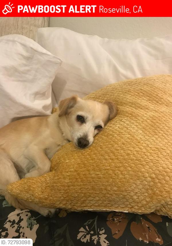 Lost Female Dog last seen Polley Druve, Roseville, CA 95661