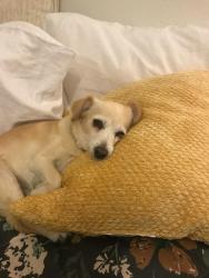 Lost Female Dog last seen Polley Druve, Roseville, CA 95661