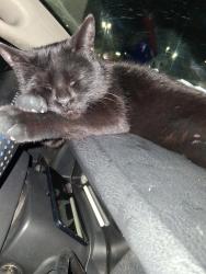 Lost Female Cat last seen Noland and 40 highway , Independence, MO 64133